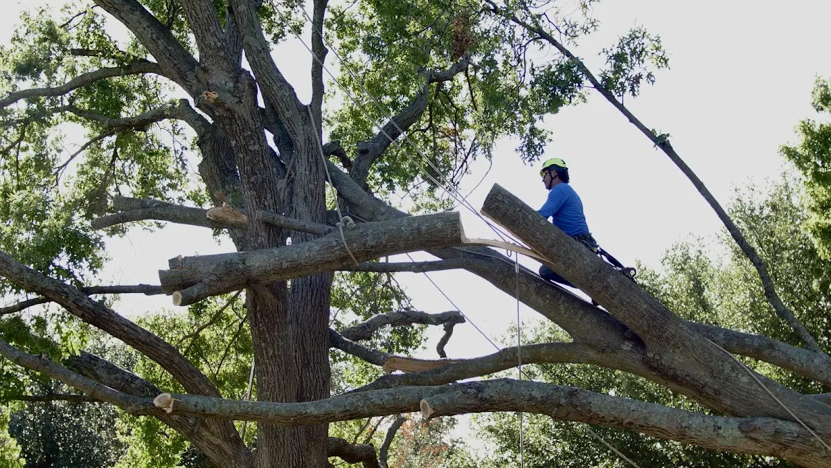 Professional Crown Thinning performed by certified arborists in Chincoteague Island