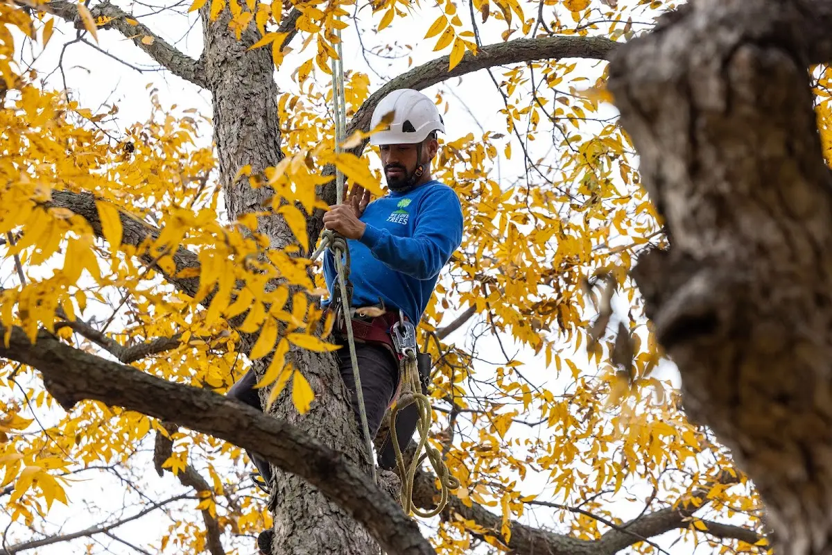 Skilled Tree Planing crew working in Chincoteague Island