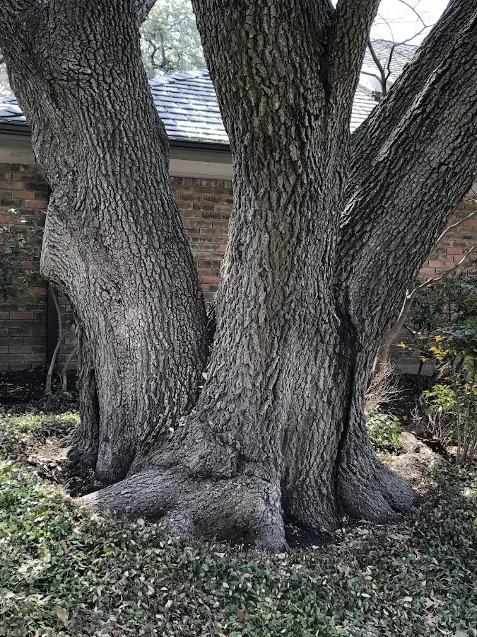 Mature heritage tree close to a Chincoteague Island property cared for by certified arborists